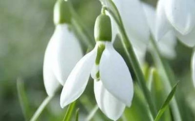 Snuwklùkske